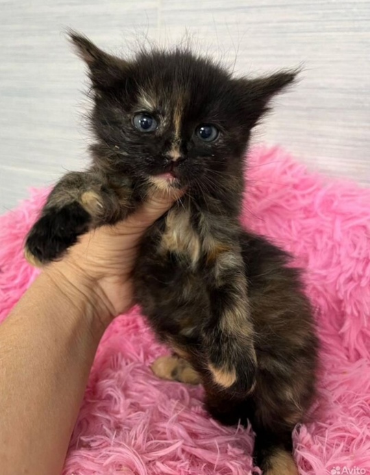 Ласковая малышка в поисках любящих ручек 😍 89033752093, Волжский, Волгоград в Волжском, 30.04.2025 в 21:00