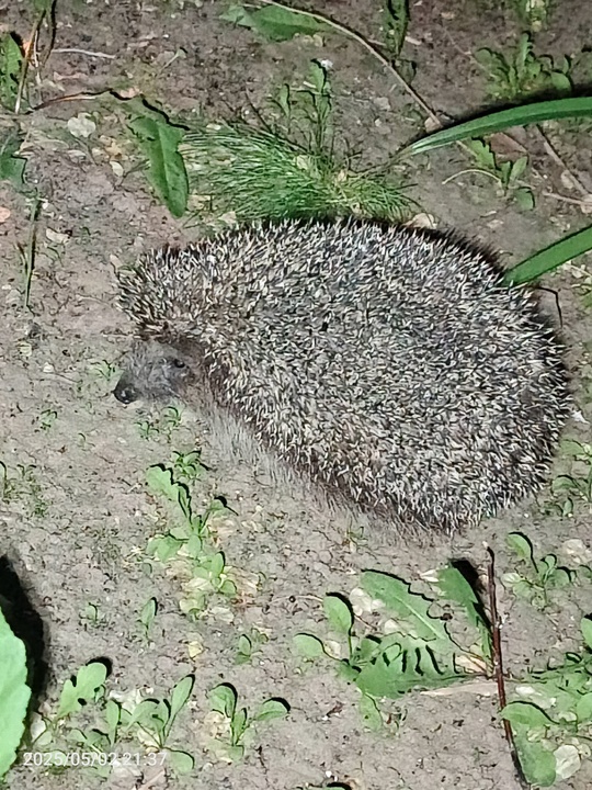 Встретился вчера ежик 🦔 в Волжском, 03.05.2025 в 10:30