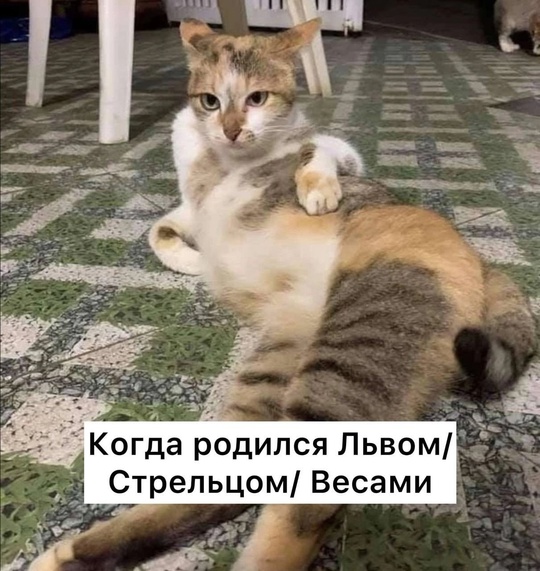 Львы, Весы и Стрельцы признаны самыми соблазнительными знаками. в Волжском, 17.05.2025 в 12:00