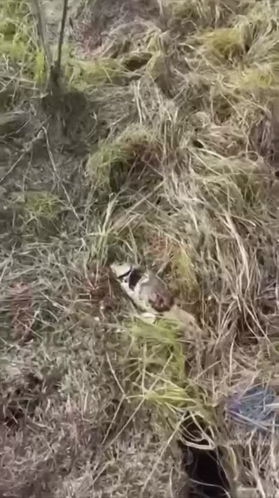 😢Жители Волго-Ахтубинской поймы делятся новым видео с мертвой рыбой в Волжском, 21.05.2025 в 12:30