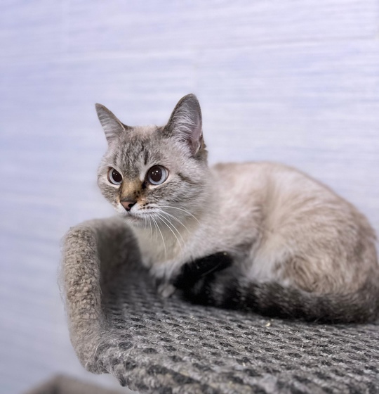 Ласковая кошечка подросток очень ищет любящих хозяев 🥰 с лоточком на отлично 👍стерилизована и привита, Волжский, Волгогр... в Волжском, 03.06.2025 в 15:00