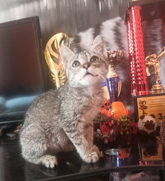Ласковая, спокойная и нежная пеструшка малышка Китти (1,5 мес) в поисках любящих хозяев 🥰 с лоточком дружит,от всего обр... в Волжском, 04.06.2025 в 21:30