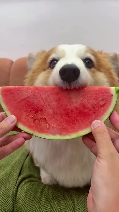 🍉 Кто уже рискнул попробовать первые арбузы и дыни ?😋 Пишите где продают самые вкусные.. в Волжском, 11.06.2025 в 14:00