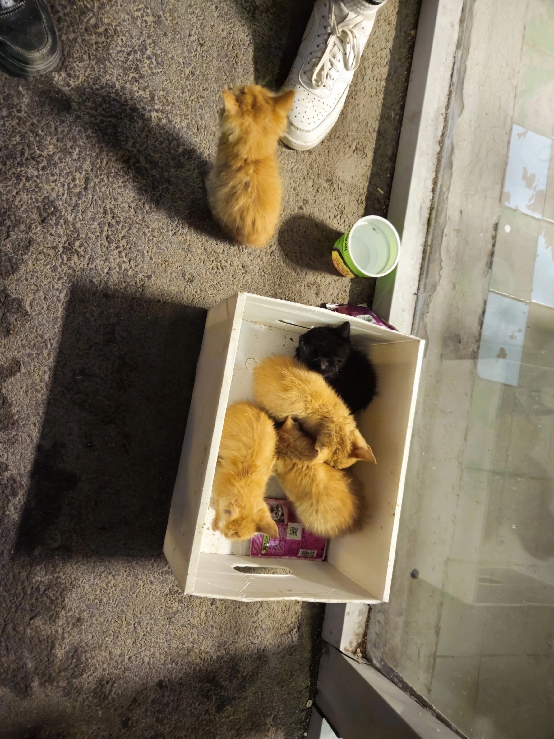 Волжский сос 🆘 🆘 🆘 🆘 🆘 Нашли котят рядом с 37 кварталом. На данный момент находятся рядом с