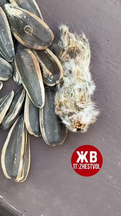 😱Мышь в семечках «Крутой Окер» видео доказательство есть. Пусть люди знают, чем их кормят. в Волжском, 05.07.2025 в 14:30