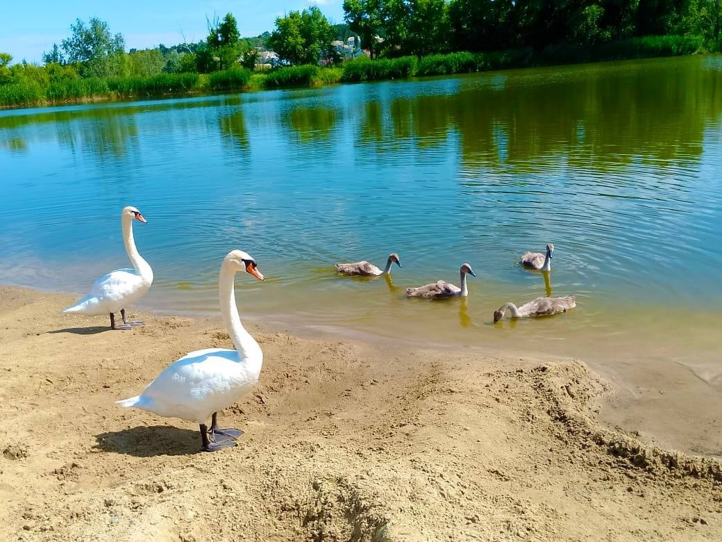 🦢Лебединая семья в Котово. в Волжском, 08.07.2025 в 08:30