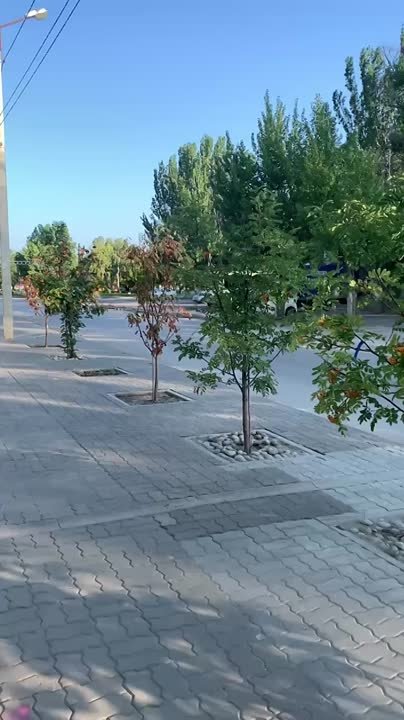 До сих пор чахнут деревья на Горького 12, хорошо, нашлись добрые люди полили. в Волжском, 25.07.2025 в 08:00
