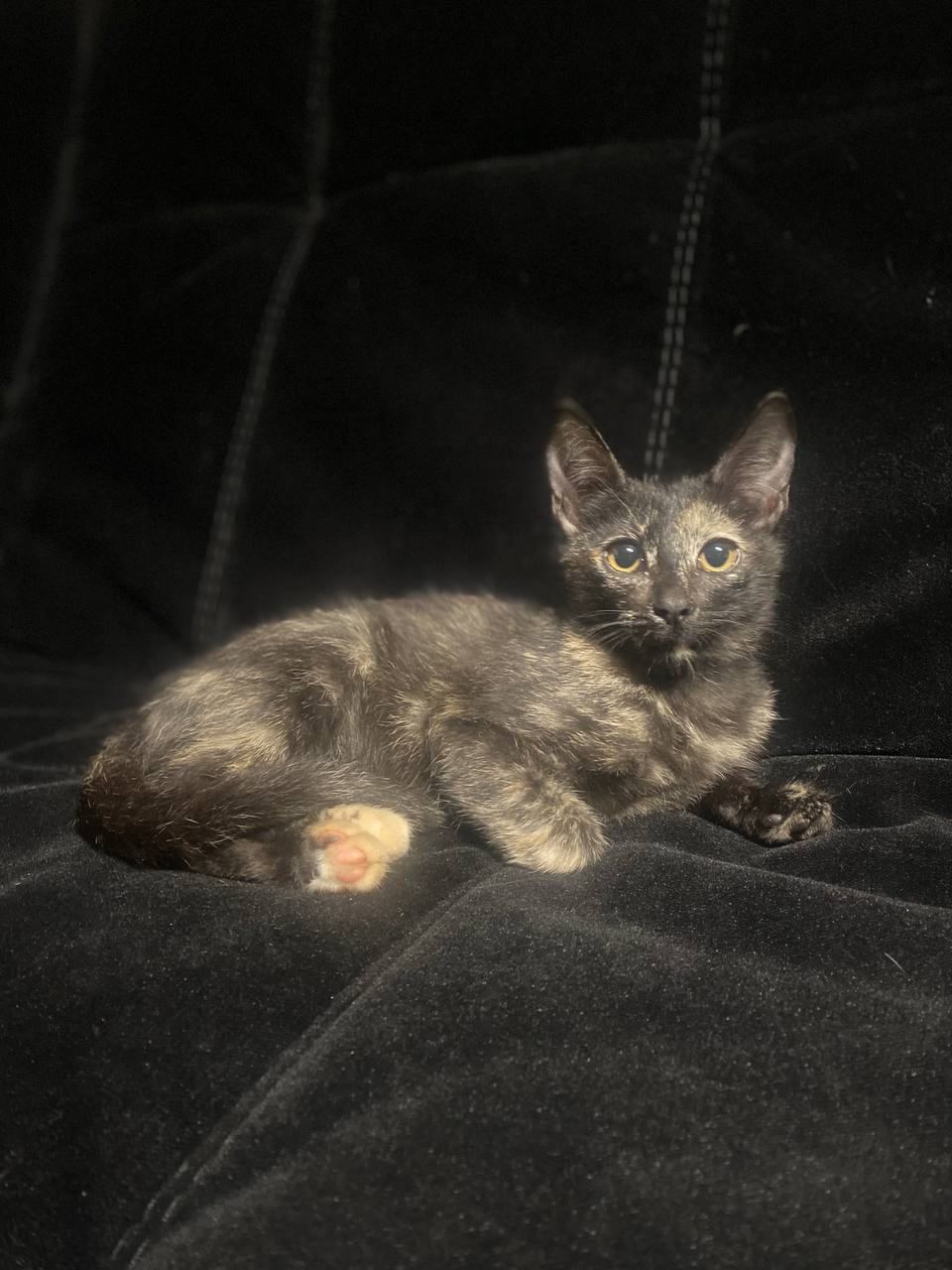 Котёнок кошечка 3 мес,ищет добрые ручки🥰, вырастет будет грациозной , окрас черный с золотыми проблесками😻 умная и ласко... в Волжском, 25.07.2025 в 17:30