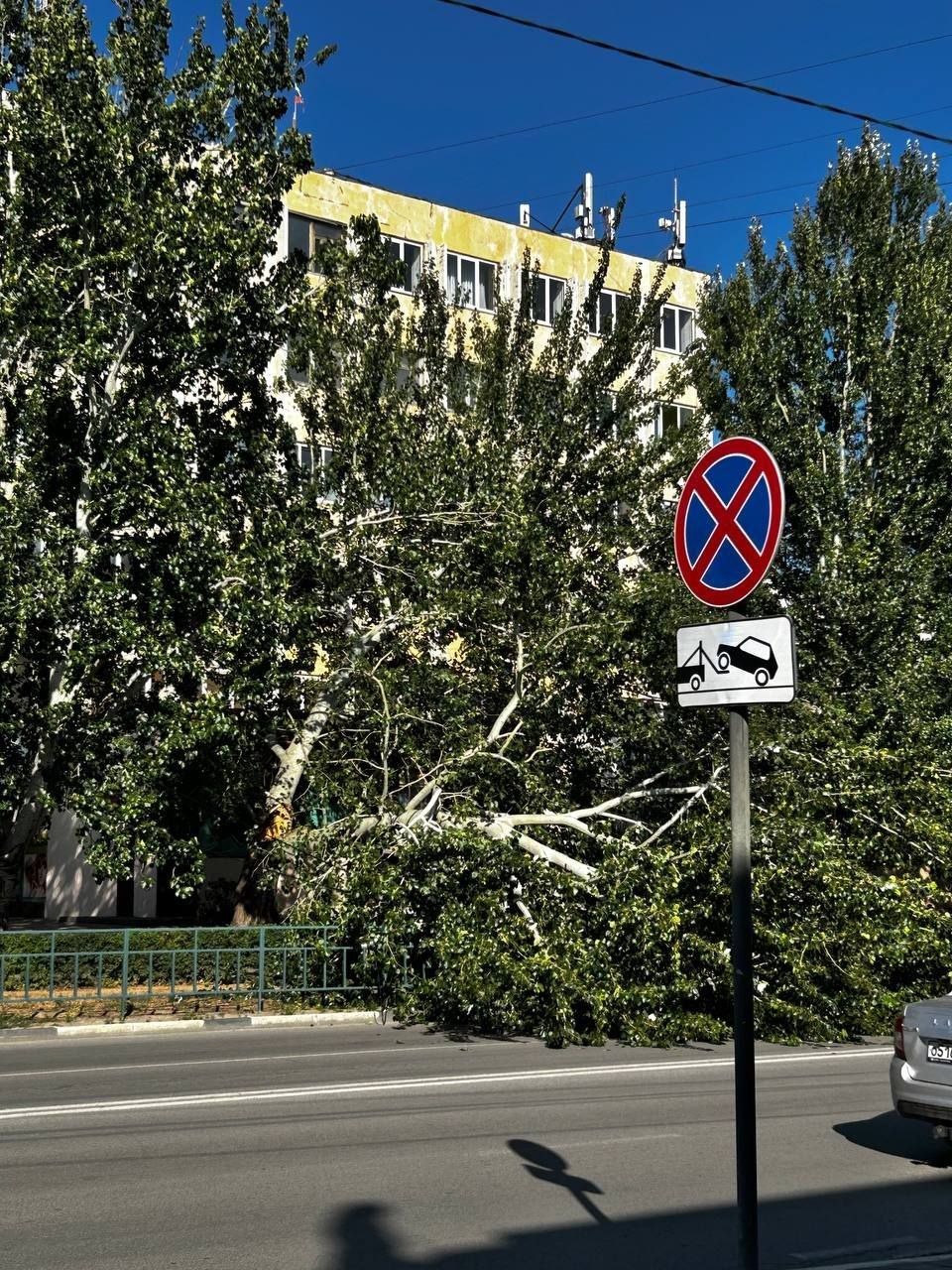 Ул. Мира у Сбера, упало дерево на проезжую часть. в Волжском, 29.07.2025 в 17:00