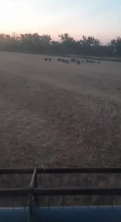 Дикие кабаны атакуют поля в Волгоградской области в Волжском, 11.08.2025 в 11:30