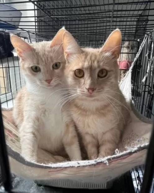 Ласковые котята подростки в поисках любящих хозяев 🥰 привиты и стерилизованы,с лоточком на отлично 👌 Волжский, Волгоград... в Волжском, 31.08.2025 в 22:00