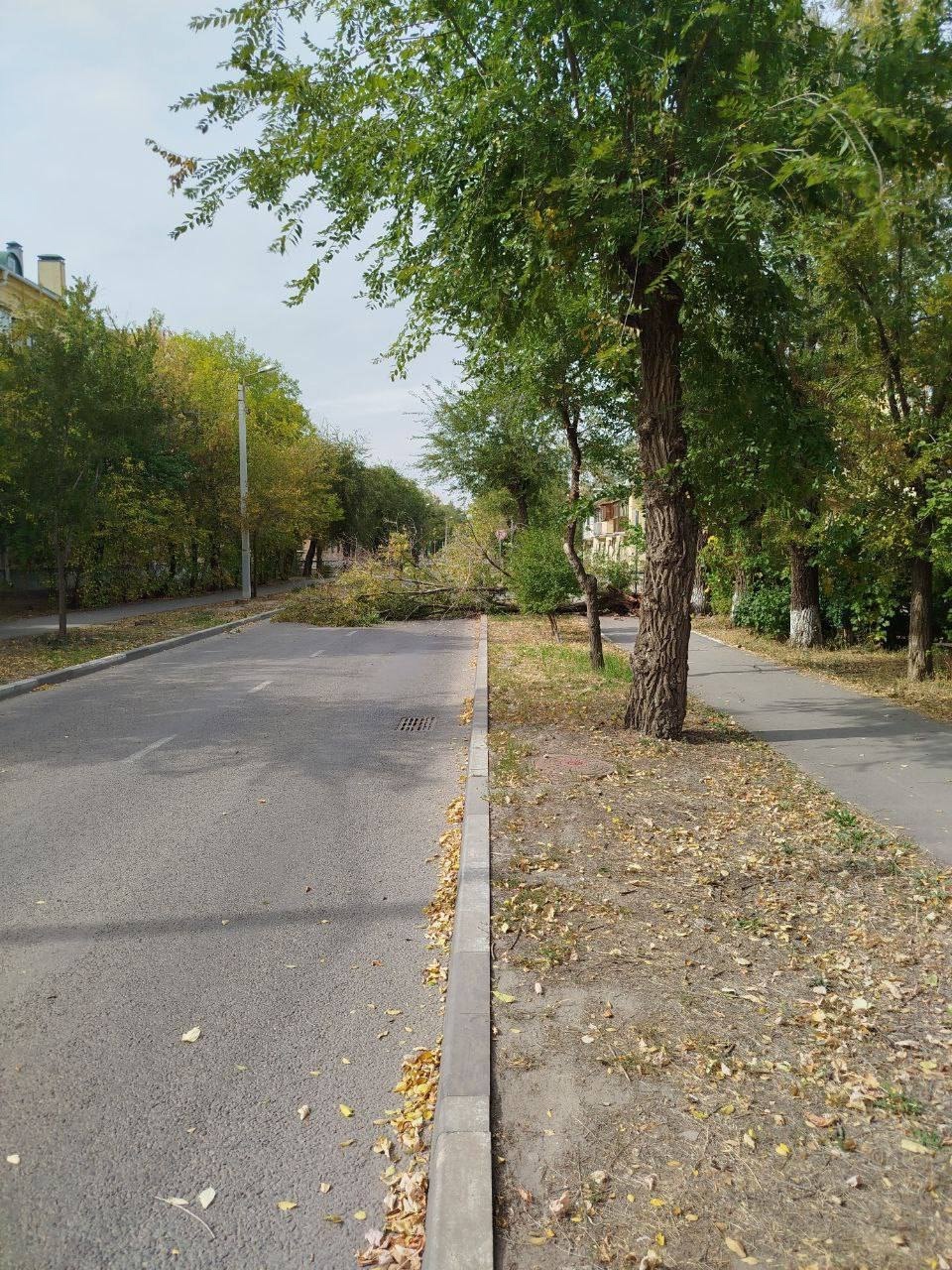 В Волжском на Партсъезда, 71 упало дерево, преградив дорогу и тротуар. в Волжском, 25.09.2025 в 15:00
