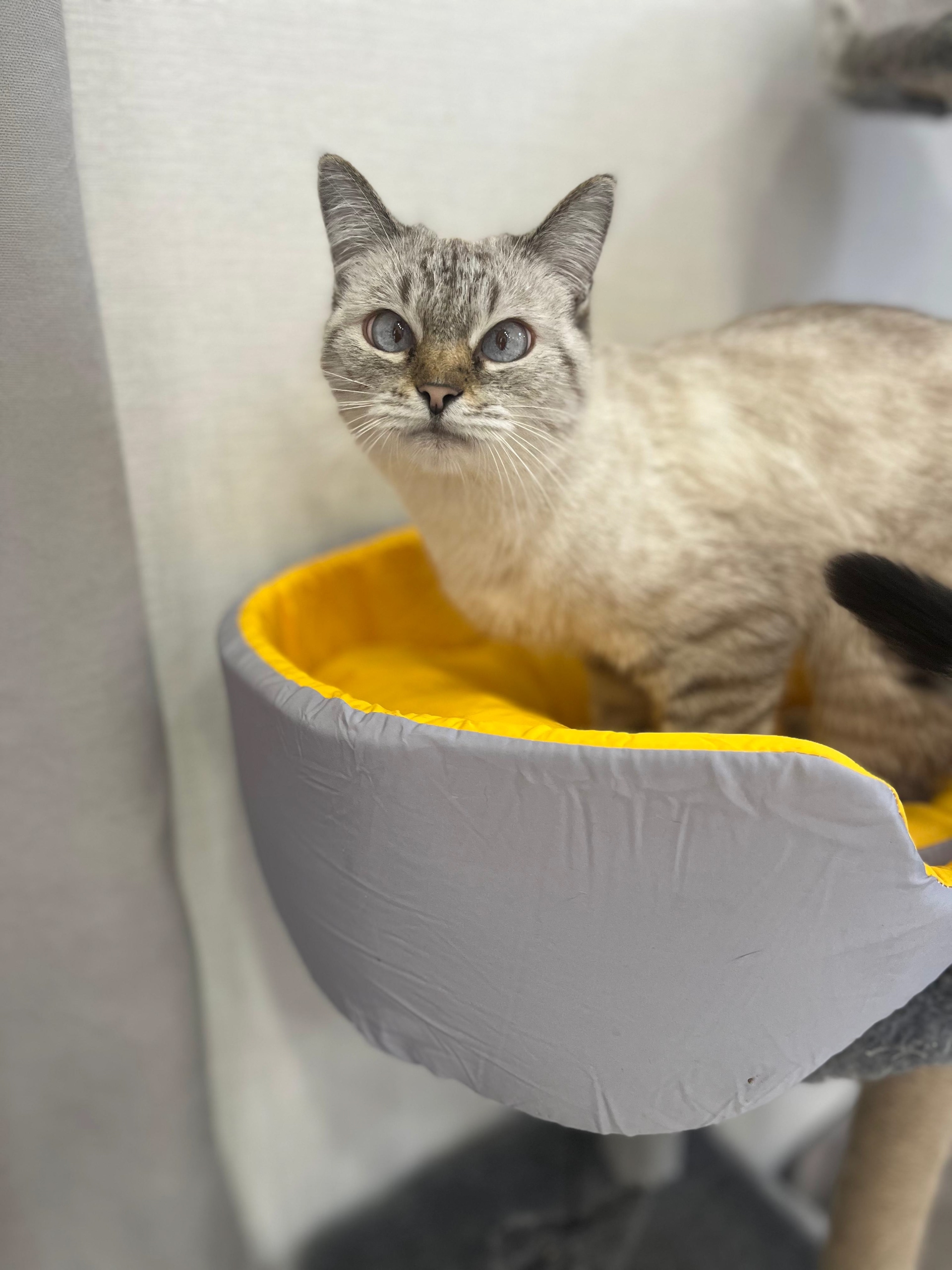 Кошечка ласковая привитая и стерилизованная в ответственные руки 🥰,с лотком дружит,89033752093 Волжский, Волгоград в Волжском, 07.10.2025 в 12:00