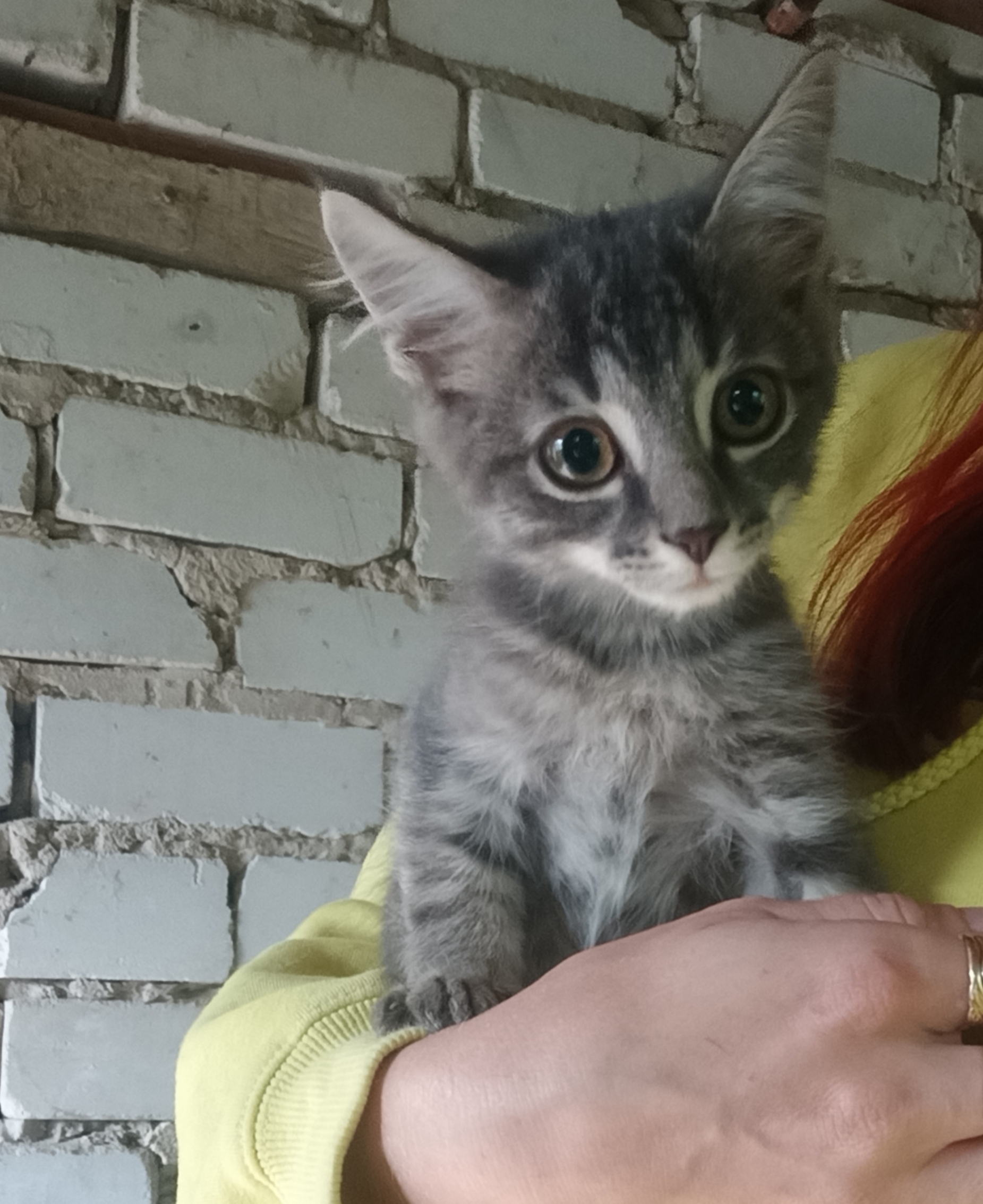 Котёночек,маленькое ласковое нежное чудо 🥰 очень ищет заботливые ручки)) с лоточком дружит,пушистая красивая глазастая д... в Волжском, 08.10.2025 в 08:00