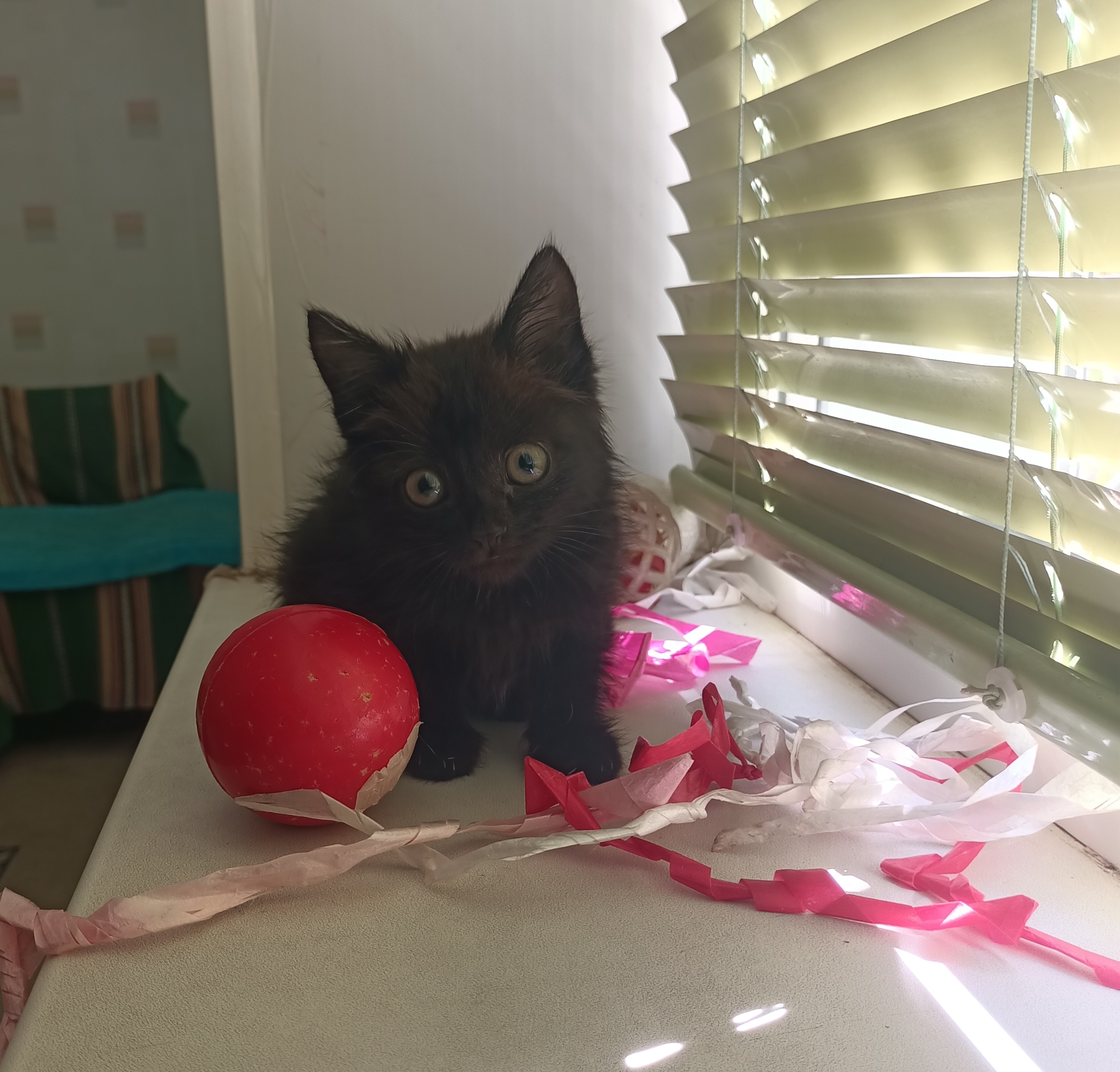 Подкинули домашнюю чистенькую малышку месячного котеночка😍маленькое ласковое нежное чудо 🥰 очень ищет заботливые ручки))... в Волжском, 08.10.2025 в 16:00