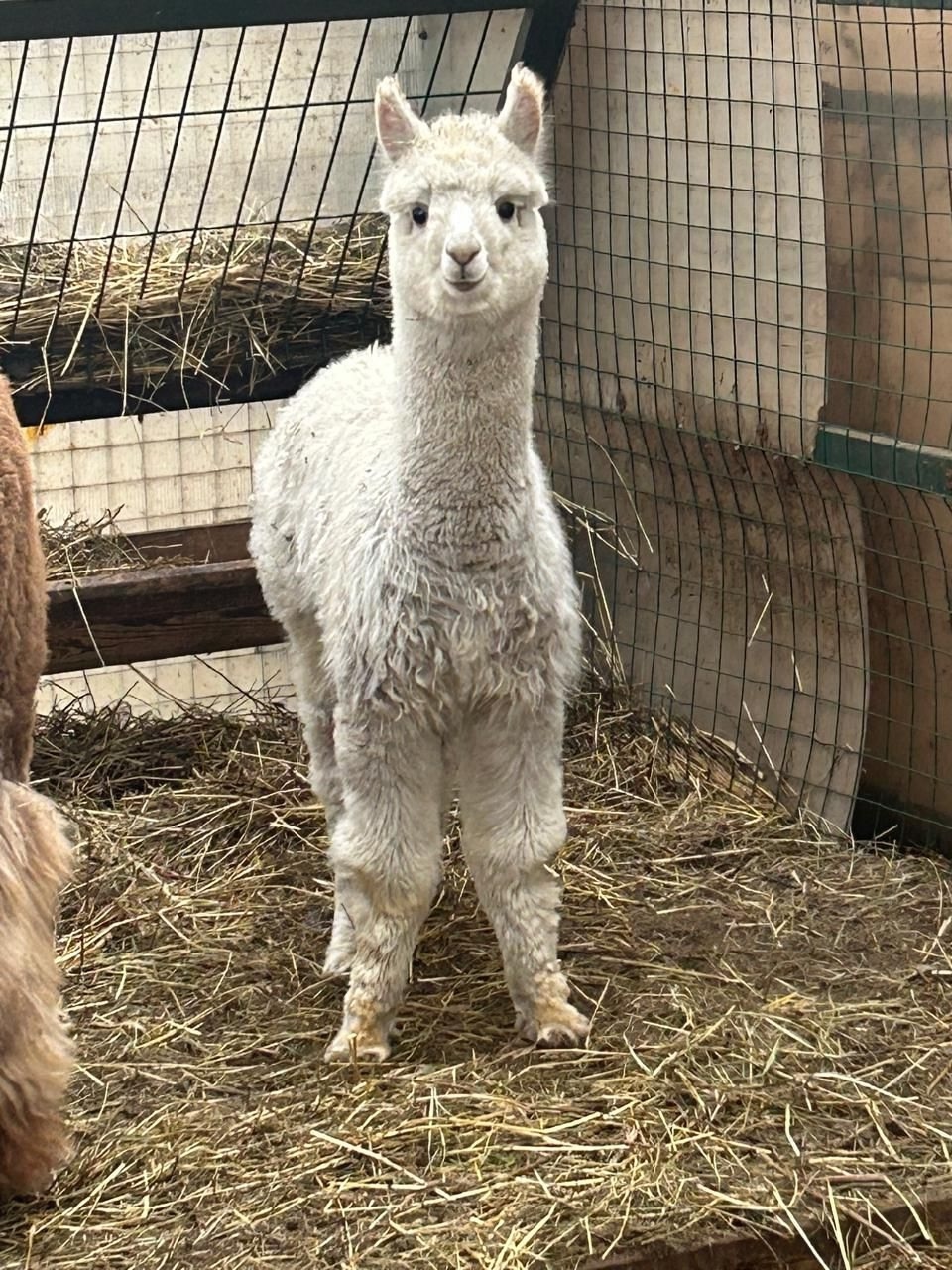 🦙 В ЦПКиО Волгограда появятся свои альпаки  в Волжском, 11.10.2025 в 08:30