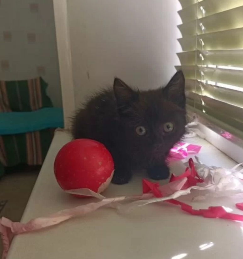 Котенок,маленькое ласковое пушное чудо 🥰 очень ищет заботливые ручки)) с лоточком на отлично,Волжский,89202769052 в Волжском, 11.10.2025 в 17:00