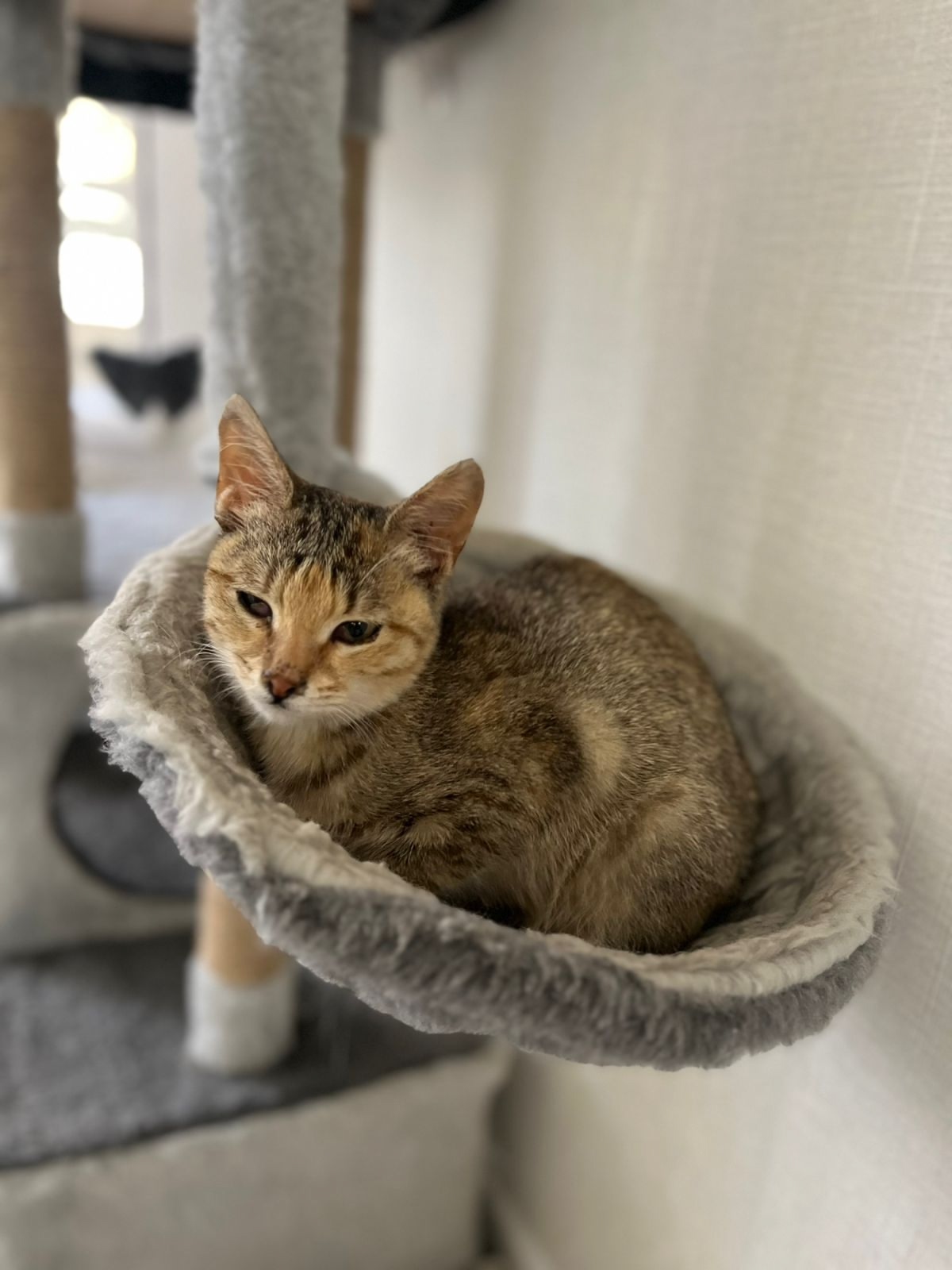 Котенок, ласковая и милая очень ищет любящих хозяев 🥰 с лоточком на отлично, привита,Волжский, Волгоград,89033752093 в Волжском, 17.10.2025 в 15:30