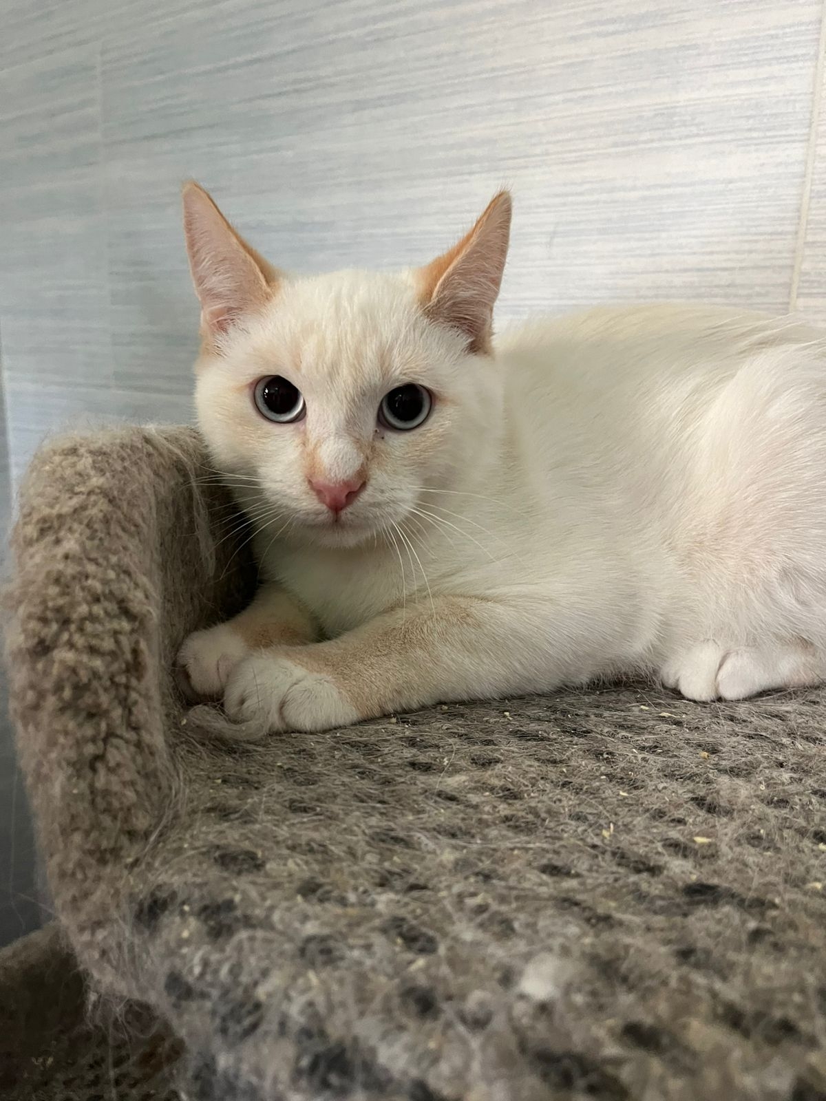 Ласковые котятки в поисках любящих хозяев 🥰 с лоточком на отлично 👌 89033752093, Волжский в Волжском, 04.11.2025 в 11:00