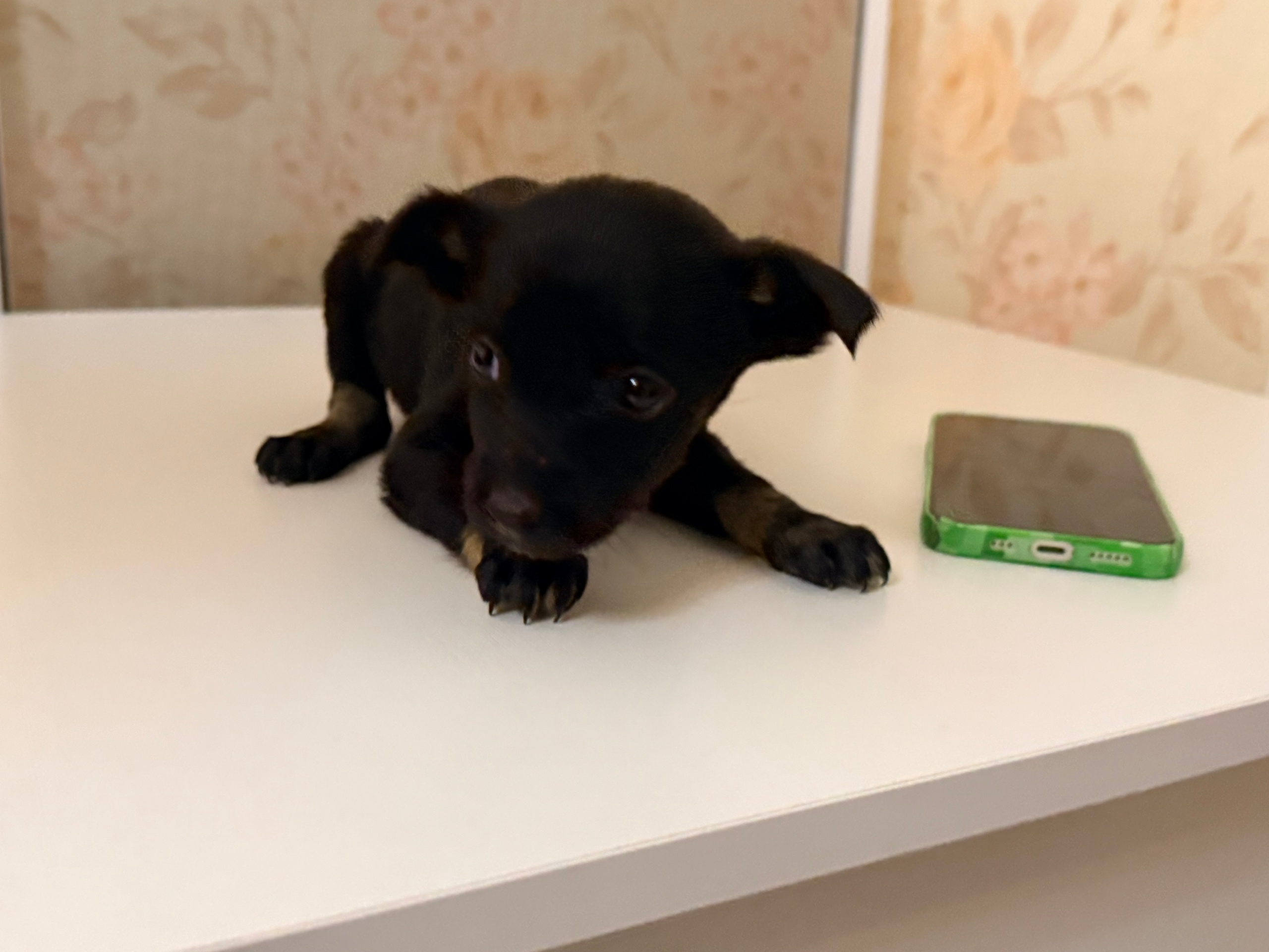 заберите в добрые руки !! в Волжском, 04.11.2025 в 12:00