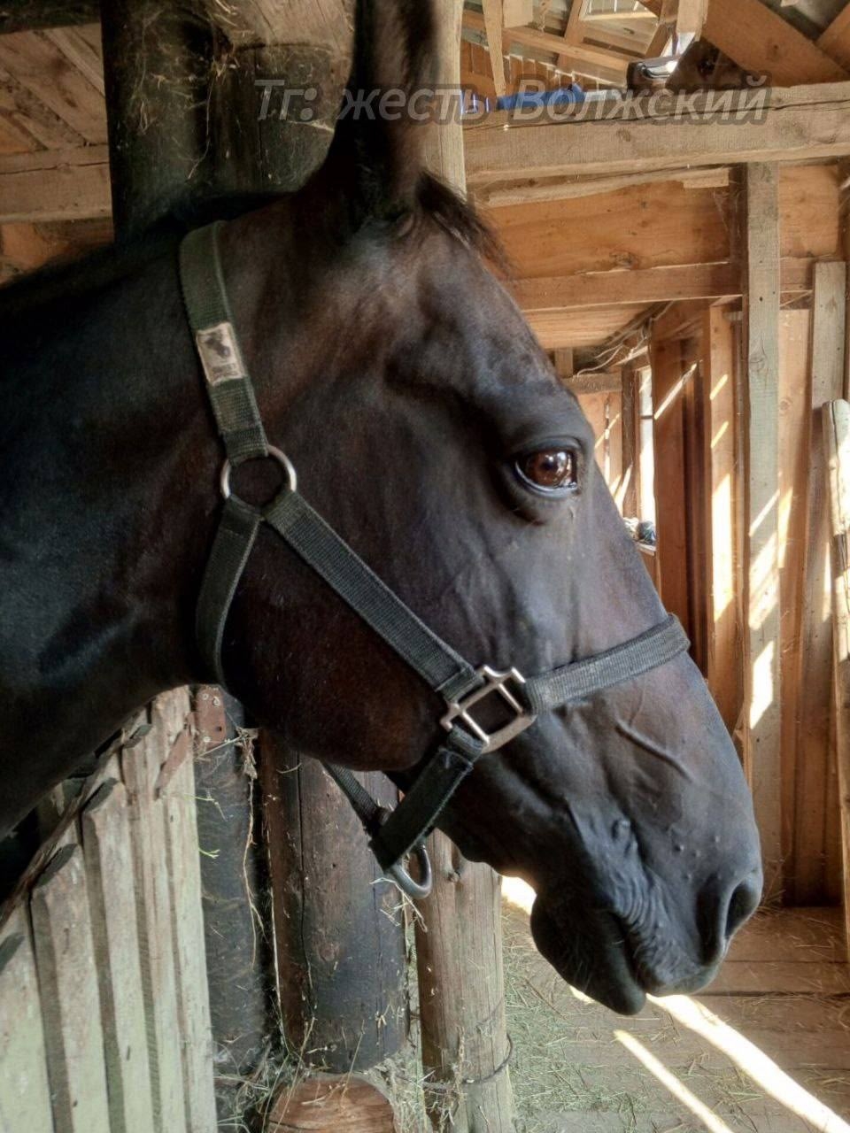 🚨 По городу бегает лошадь!  в Волжском, 04.11.2025 в 18:30