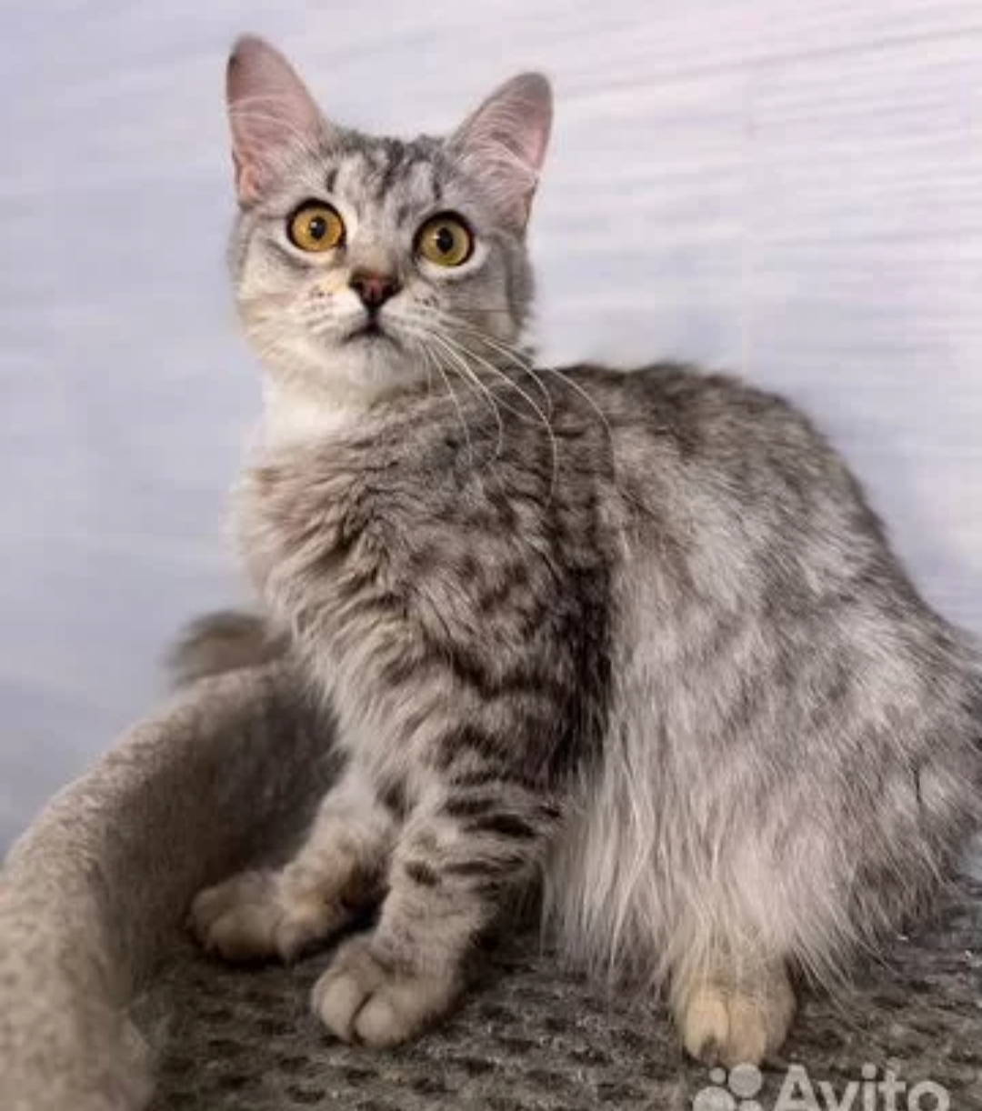 Ласковый котёночек пушишка очень ищет любящих хозяев 🥰 с лоточком на отлично 👍, привита,89033752093, Волжский, Волгоград в Волжском, 06.11.2025 в 11:30