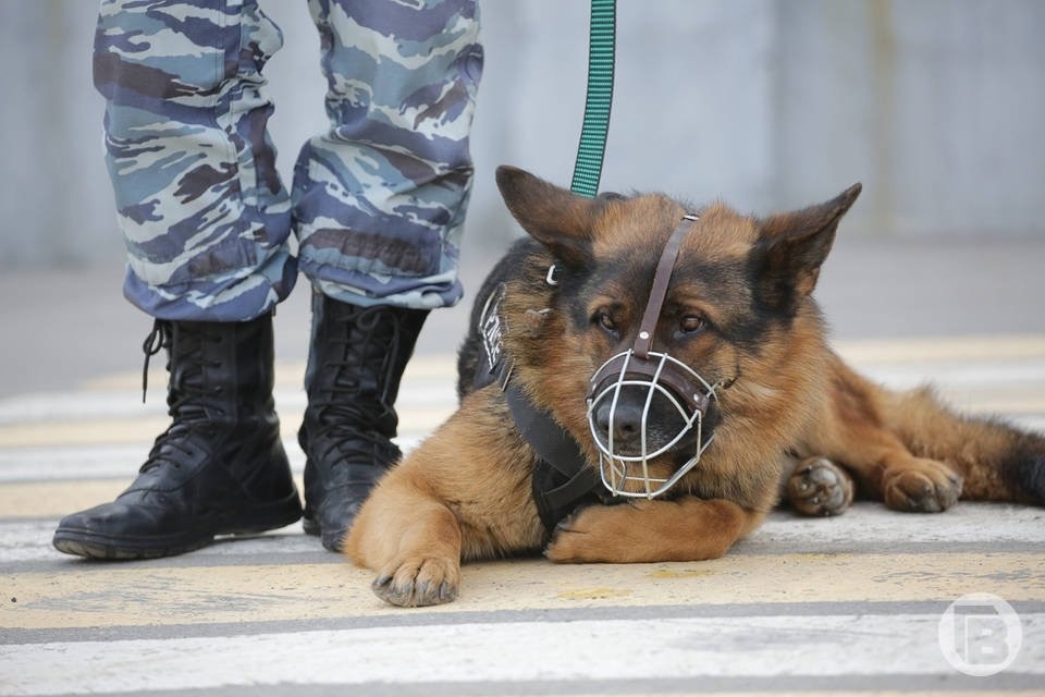Более 800 граммов наркотика нашли у волжанина. в Волжском, 08.11.2025 в 22:30