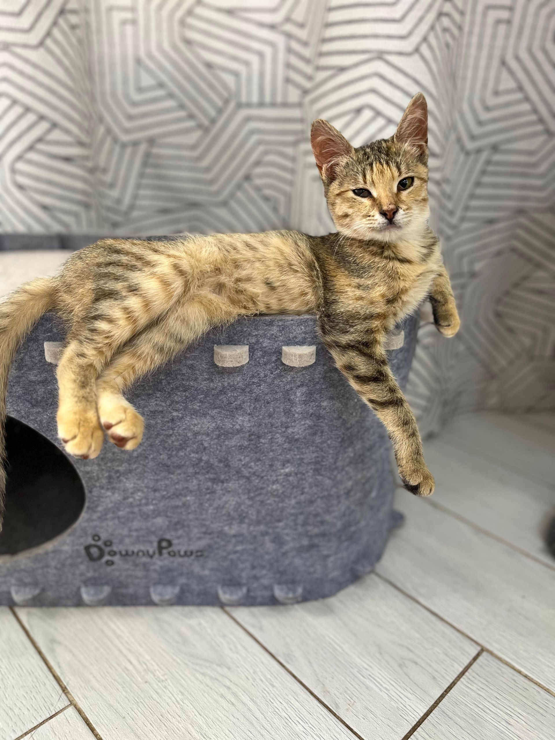 Ласковая и привитая кошечка котенок в поисках любящих хозяев 🥰 с лоточком на отлично, Волжский, Волгоград,89033752093 в Волжском, 09.11.2025 в 16:00