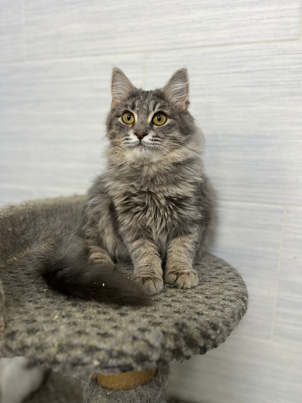 Ласковая котенок пушишка ищет любящих хозяев 🥰 с лоточком на отлично, привита, Волжский, Волгоград,89033752093 в Волжском, 14.11.2025 в 16:30