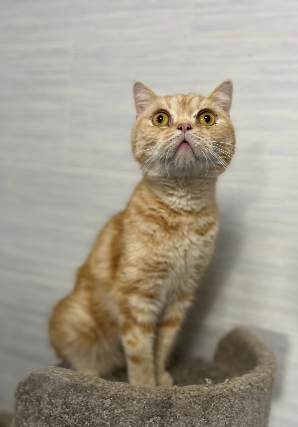 Милый и ласковый молоденький котик очень ищет любящих 🥰 с лоточком на отлично,кастрирован,без когтей,89033752093, Волгог... в Волжском, 16.11.2025 в 19:30