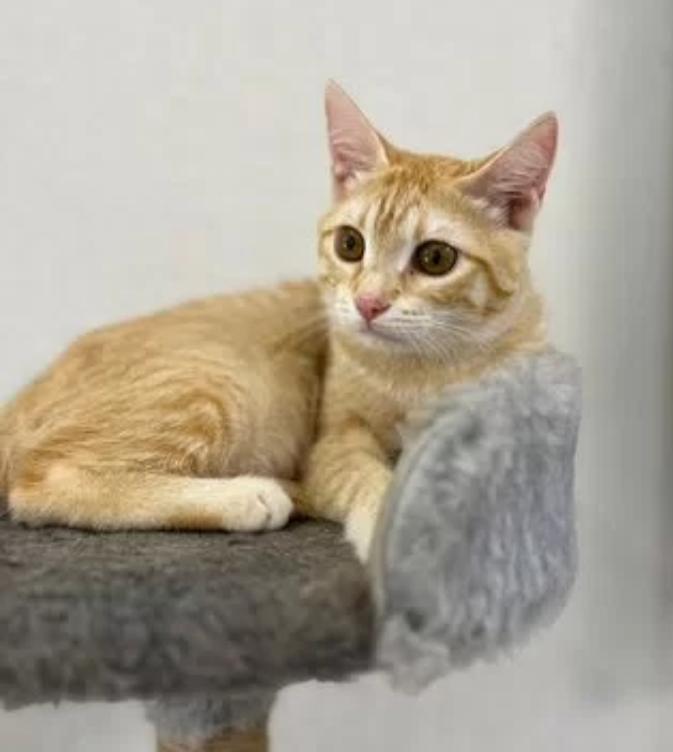 Ласковая кошечка подросток очень ищет любящих хозяев 😍 с лоточком на отлично 👌 привита и стерилизована, Волжский, Волгог... в Волжском, 18.11.2025 в 21:30