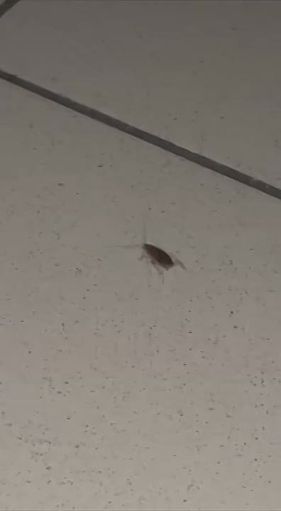 🪳Тараканы, грибок и грязь: атмосфера в фитнес-клубе ULTRA PRO в Волжском. в Волжском, 26.11.2025 в 13:30