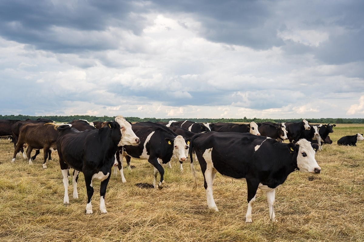 Бруцеллез нашли у КРС в селе под Волгоградом. в Волжском, 27.11.2025 в 23:00