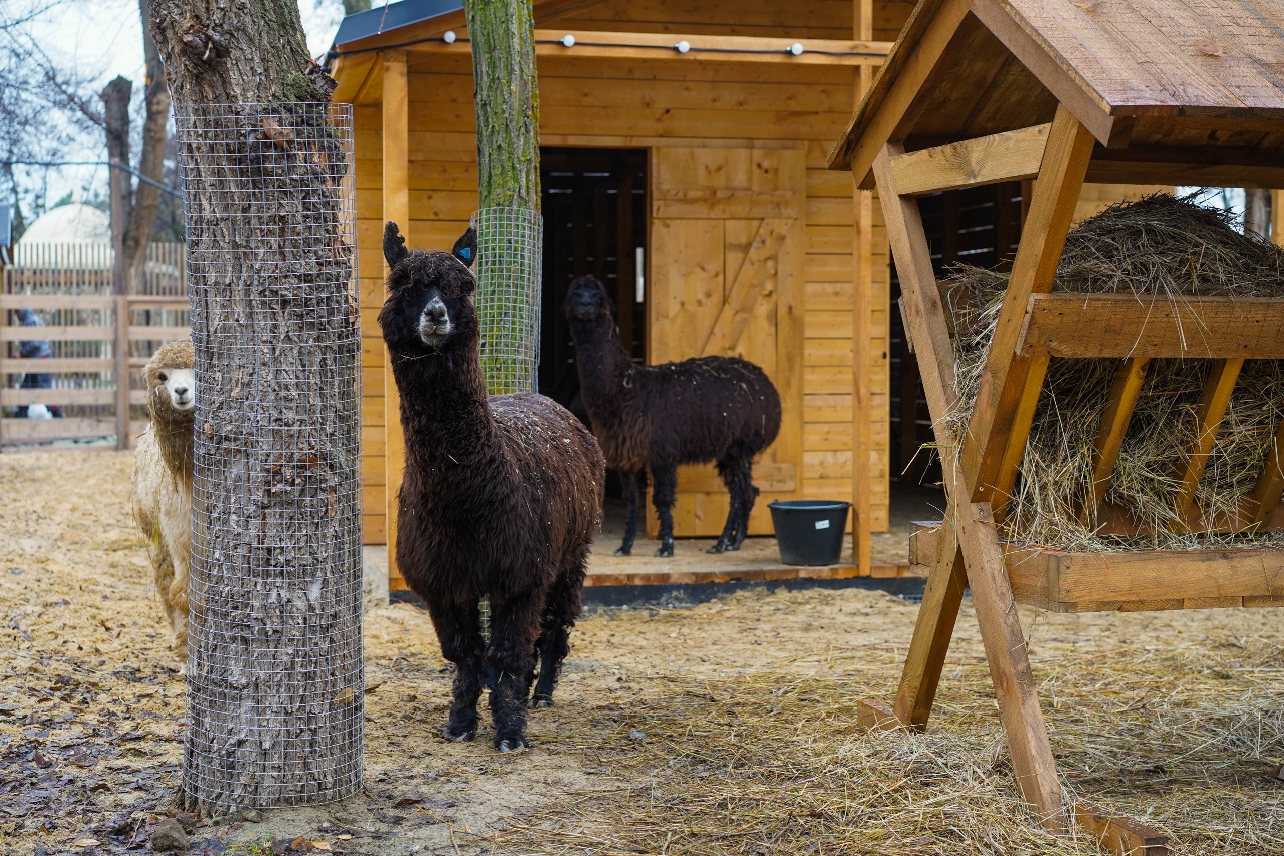 В ЦПКиО Волгограда открывается деревня животных «Альпаково» в Волжском, 28.11.2025 в 08:00