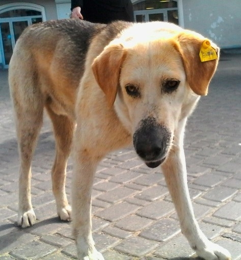 В Волжском собаки вернутся на улицы после 