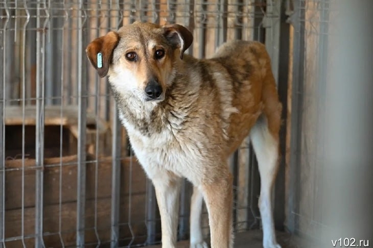😄В Волжском 3 млн рублей потратят на отлов, лечение и «эвтаназию» бродячих собак в Волжском, 09.12.2025 в 09:00