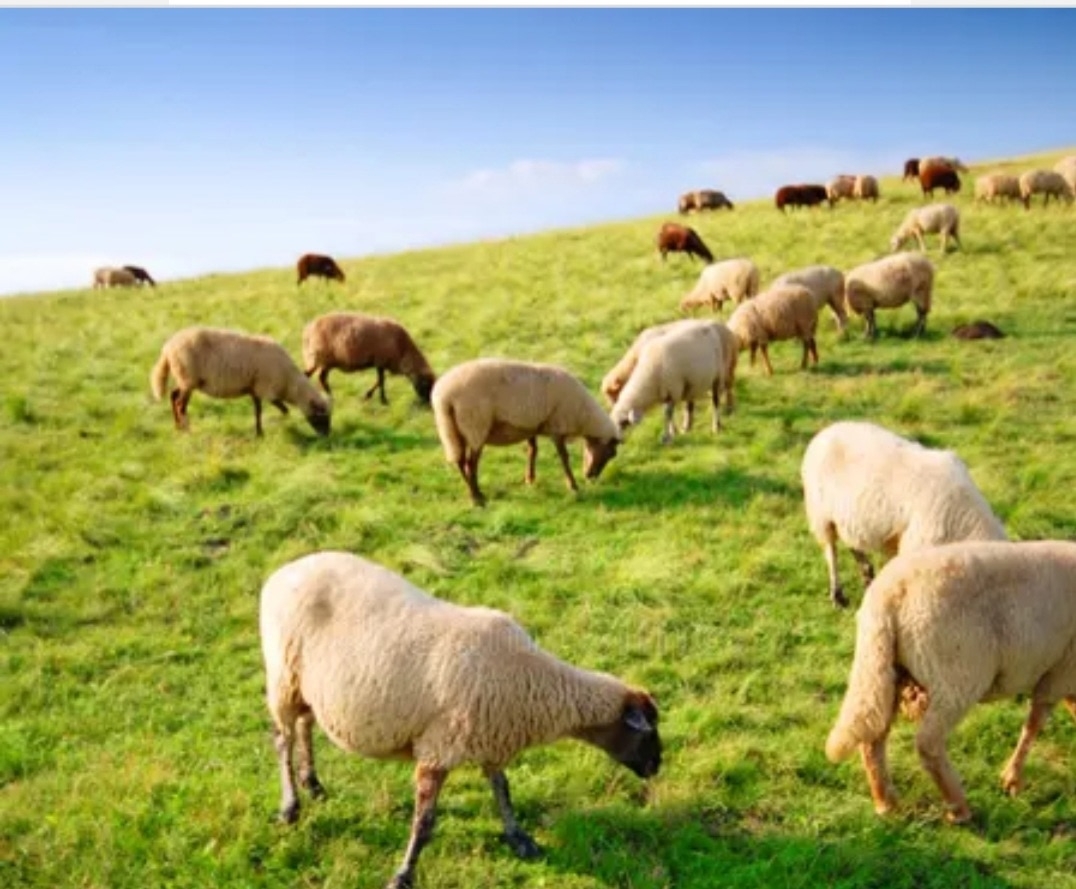 📃В Ленинском районе возбуждено уголовное дело по факту присвоения мелкого рогатого скота в Волжском, 09.12.2025 в 21:00