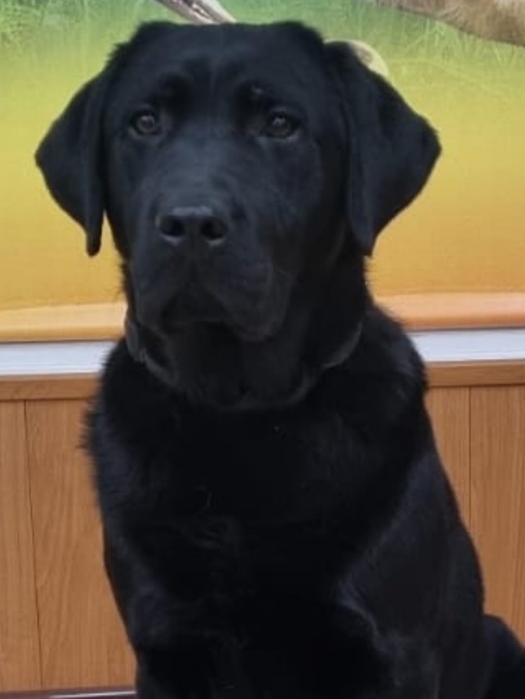 ❗️Пропала собака-проводник!  в Волжском, 10.12.2025 в 17:00