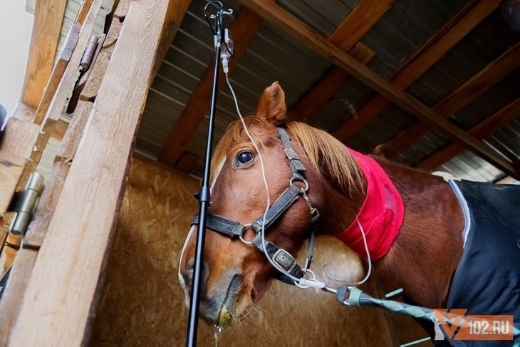 Стало известно о состоянии отравленных под Волгоградом лошадей в Волжском, 12.12.2025 в 10:00