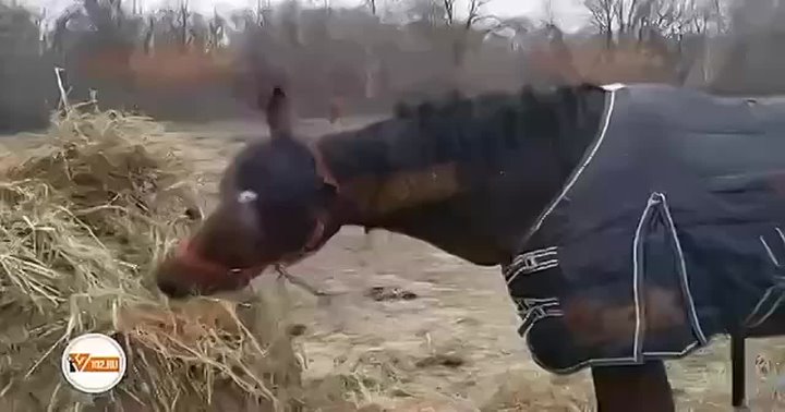 🙏Лошадки, которых пытались отравить с особой жестокостью, начинают есть. в Волжском, 12.12.2025 в 23:30