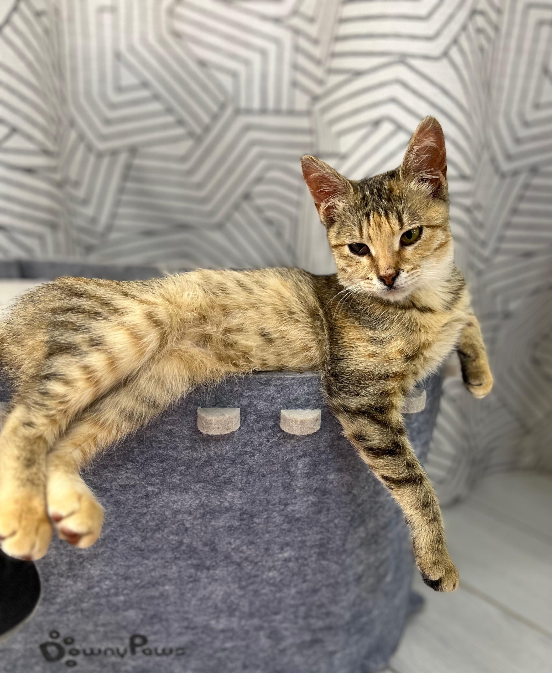 Ласковая привитая кошечка подросток изумительного окраса очень ищет любящих хозяев 😍 с лоточком на отлично 👌 Волжский, В... в Волжском, 13.12.2025 в 09:00