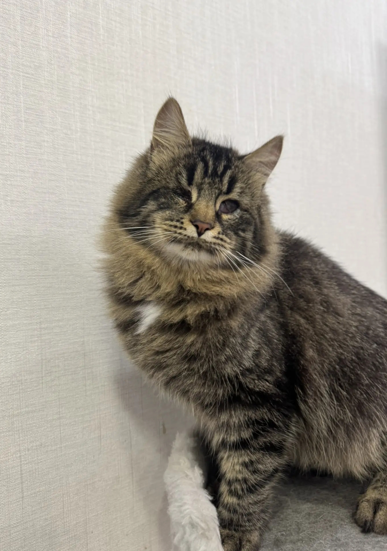 Невероятно ласковое пушное полосатое особенное чудо очень ищет самые заботливые руки 🥰 ему полгода,с лоточком дружит,кас... в Волжском, 16.12.2025 в 09:00