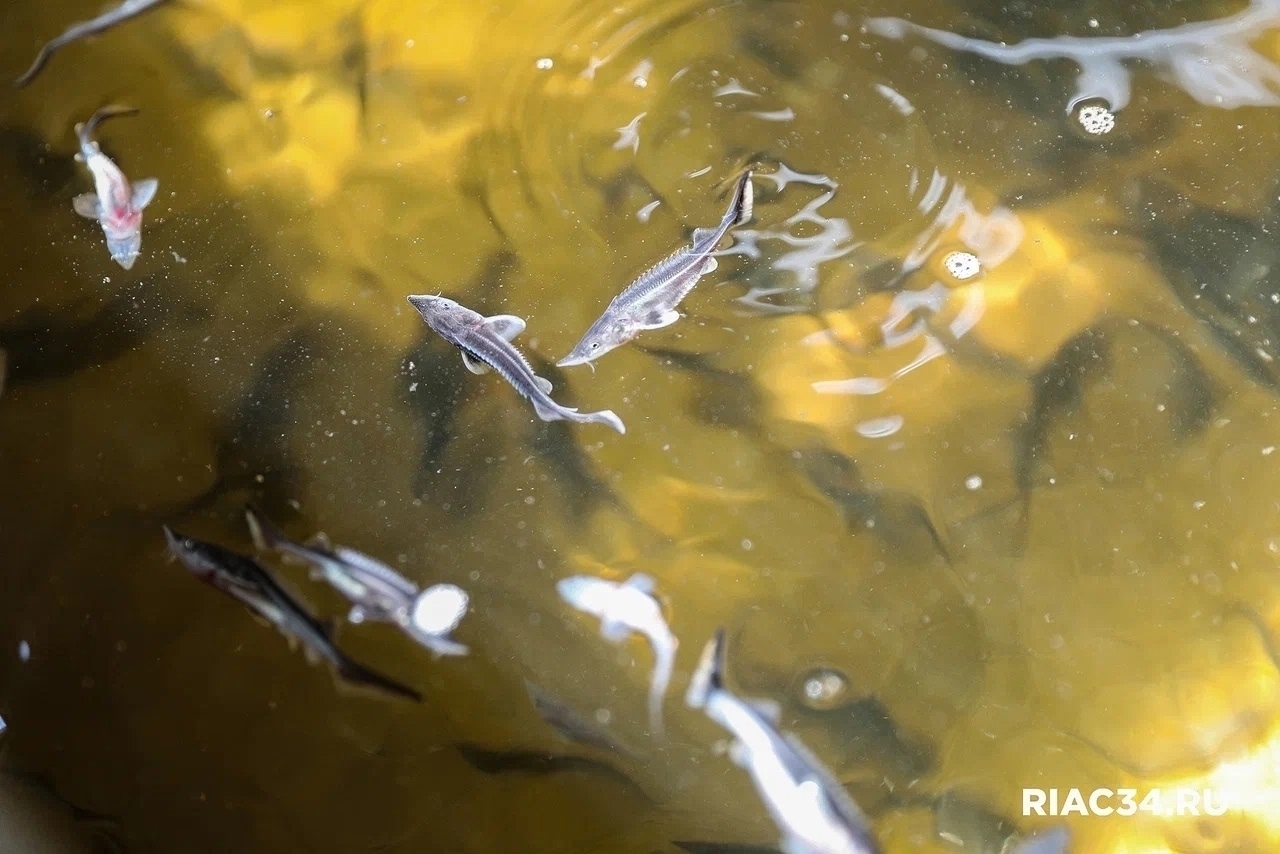 🐟 14,5 млн мальков выпущены за год в волгоградские водоёмы. в Волжском, 22.12.2025 в 12:00