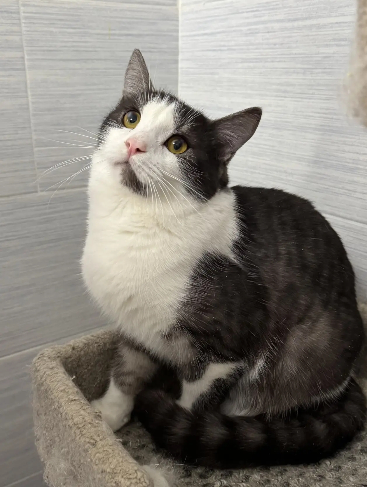 Ласковый котенок подросток ищет любящих хозяев 😍 с лоточком на отлично, привит и кастрирован, Волгоград, Волжский,Оксана... в Волжском, 31.03.2026 в 10:00