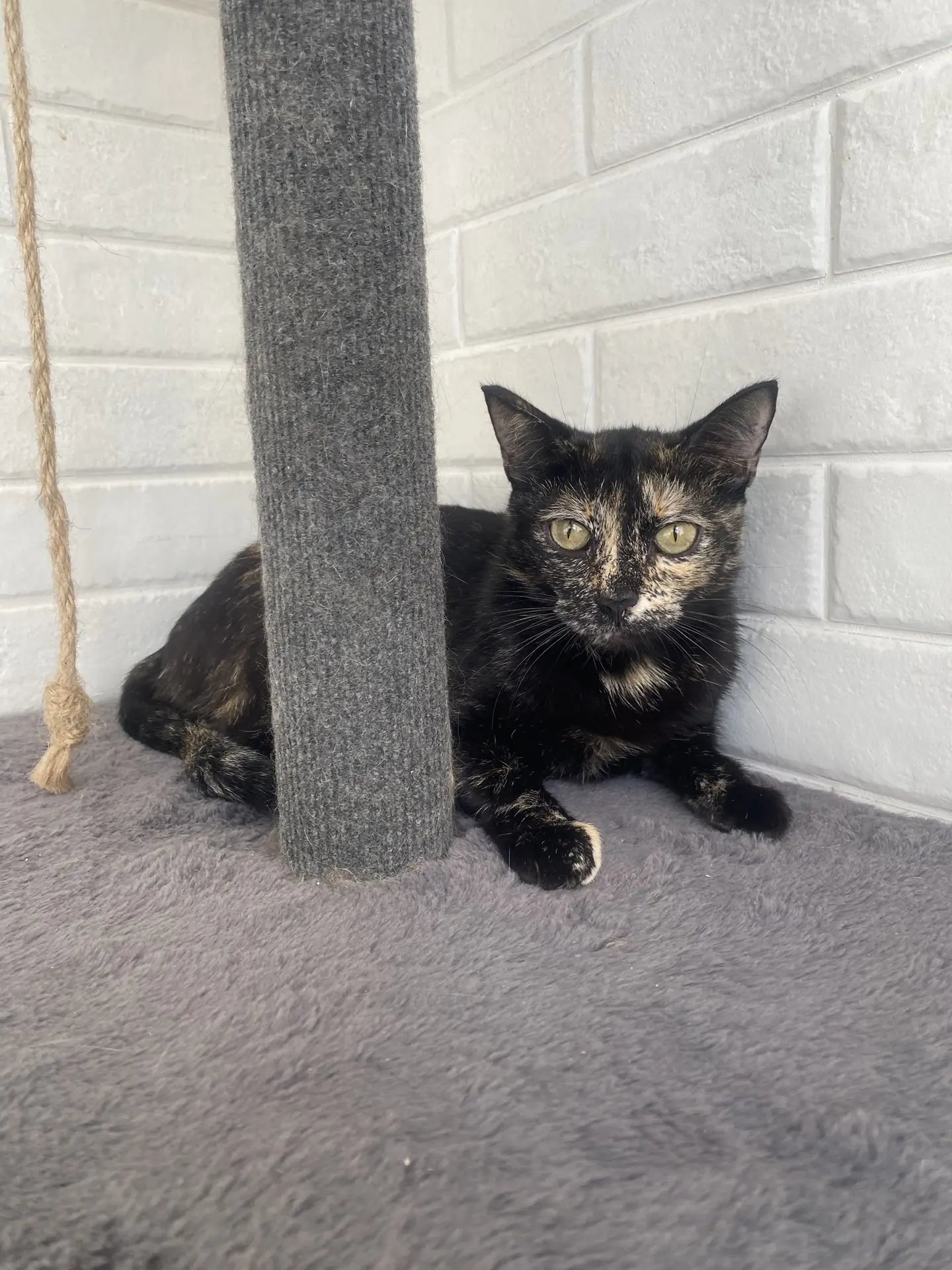 Кошечка молоденькая около года, скромная, спокойная, очень ласковая малышка. К лотку приучена👌стерлизована👍в самые добры... в Волжском, 07.04.2026 в 10:00