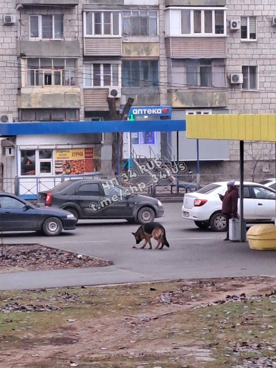 В редакцию обратились читатели, приславшие фотографии домашних собак, которые ждут и ищут своих хозяев. в Волжском, 11.01.2025 в 16:25