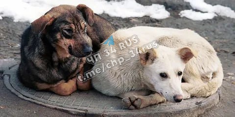 «Убивать бесчеловечно»: волгоградский депутат вступился за бездомных собак в Волжском, 02.03.2025 в 13:25